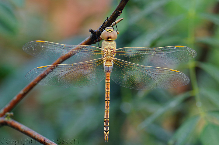 Anax ephipigger maschio